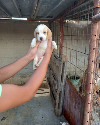 Beagle