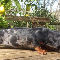 Bassotto nano e kaninchen