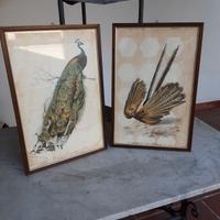 Quadri con stampe del Dict. Univ. D'Hist. Nat.