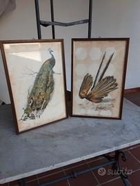 Quadri con stampe del Dict. Univ. D'Hist. Nat.