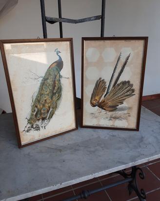 Quadri con stampe del Dict. Univ. D'Hist. Nat.