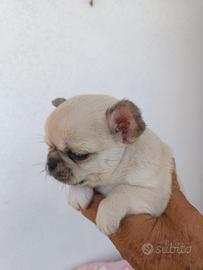 Chihuahua