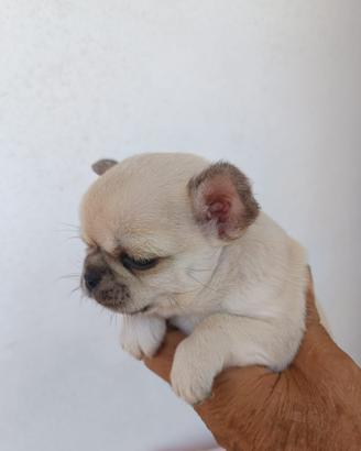 Chihuahua