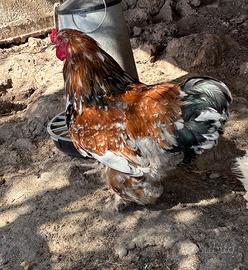 Galli