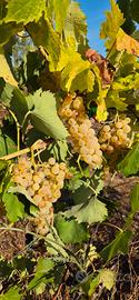 Vetralla - Uve per Vendemmia 2026 – Vetralla (VT)