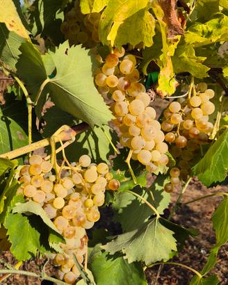 Vetralla - Uve per Vendemmia 2026 – Vetralla (VT)