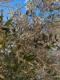 Uliveto Sonnino Scalo