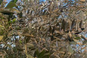 Uliveto Sonnino Scalo