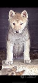 Cuccioli lupo