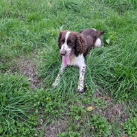 Springer spaniel