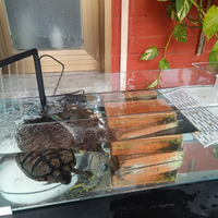 Due tartarughe d'acqua dolce + acquario nuovo