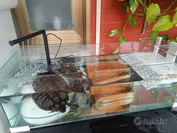 Due tartarughe d'acqua dolce + acquario nuovo