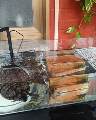 Due tartarughe d'acqua dolce + acquario nuovo