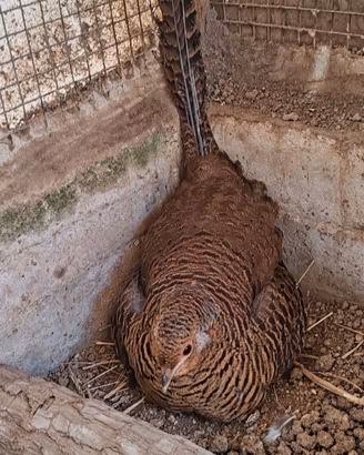 FEMMINE di Fagiani DORATI ROSSI di pura razza
