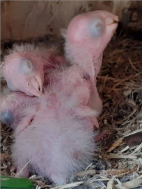 Calopsite da imbecco