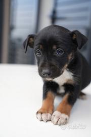 Cucciolo di Border Collie