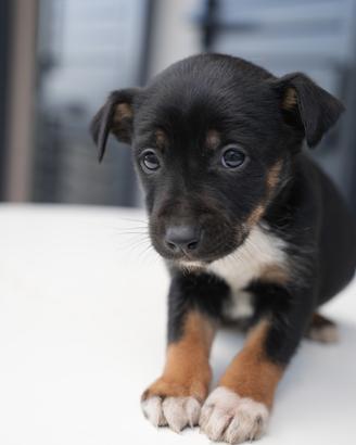 Cucciolo di Border Collie