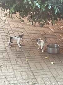 Cuccioli di Gatto domestici