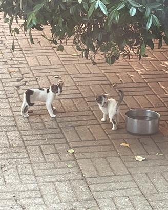 Cuccioli di Gatto domestici