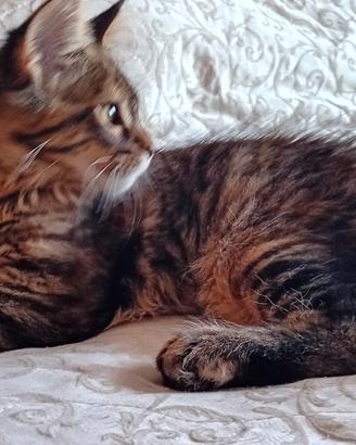 Cucciola maine coon americana xxl