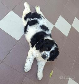 Cucciolo simil Cocker 2 mesi