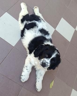Cucciolo simil Cocker 2 mesi