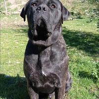 Cane corso