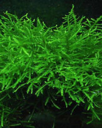 Muschio di Java S.cambio