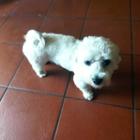 Cane maltese