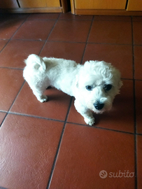 Cane maltese