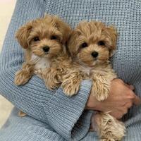 Maltipoo particolor