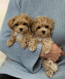 Maltipoo particolor