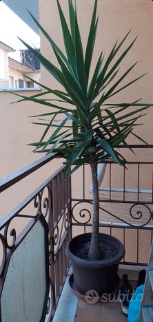 Pianta yucca usato  Napoli