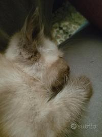 Cucciolo di gatto siamese