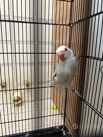 Parrocchetto dal collare