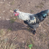 Piccolo gallo