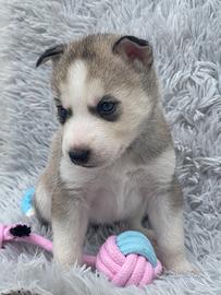 Siberian Husky occhi azzurri per Natale