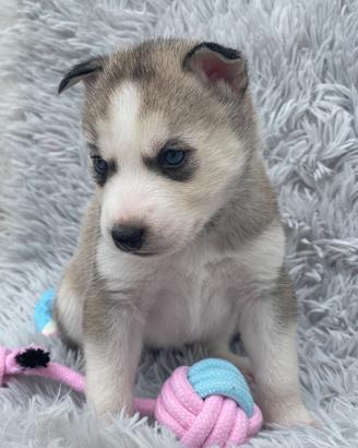 Siberian Husky occhi azzurri per Natale