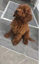 Cucciolo di barboncino