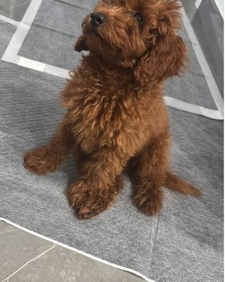Cucciolo di barboncino