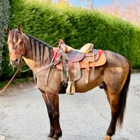 Cavallo Castrone Quarter