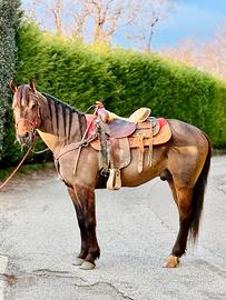 Cavallo Castrone Quarter