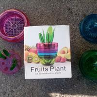 Fruits Plant nuovo € 10.00