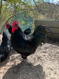 Coppia riproduttore gallone Australorp