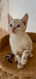 Femmina 3 mesi bengala Snow occhi azzurri