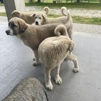 Kangal