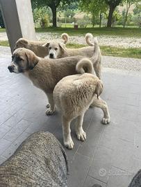Kangal