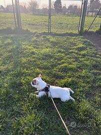 Bulldog francese per monta