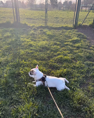 Bulldog francese per monta