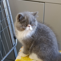 Gatto persiano
